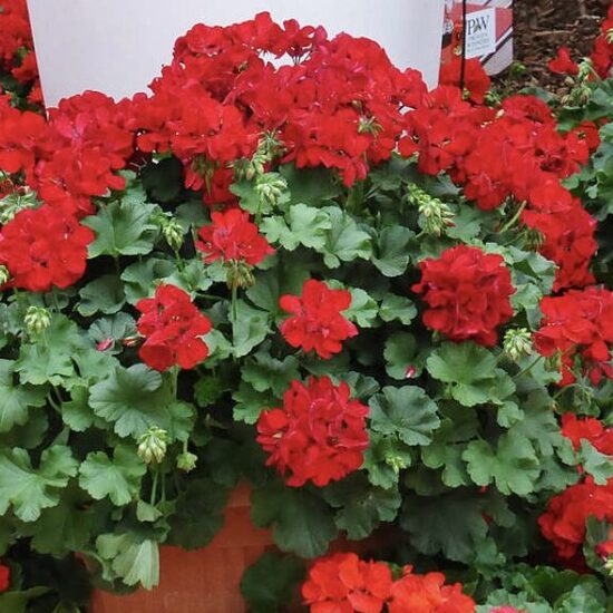 Pelargonija Champion Red Improved